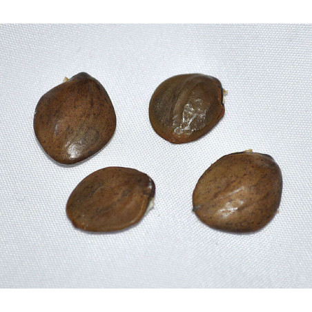 4 Graines de Glycine violette